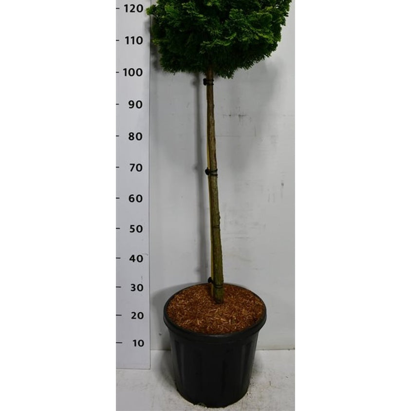 Ädelcypress – Chamaecyparis obtusa 'Nana Gracilis' - C18 80 cm. Stam